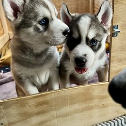 Siberian Husky Puppies from Maryland River