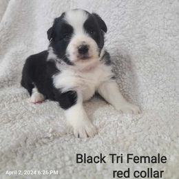 American Eskimo Dog, Companion Cross, and Miniature Australian Shepherd Puppies from Rodeo Ranch Aussies and Aussie Mo's