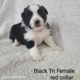 American Eskimo Dog, Companion Cross, and Miniature Australian Shepherd Puppies from Rodeo Ranch Aussies and Aussie Mo's