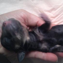 DBs W. Bach Polanaise (Polly) - Black and cream female Dachshund puppy in Summerfield, Florida from D & B Ranchette