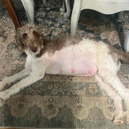 Remi - Labradoodle