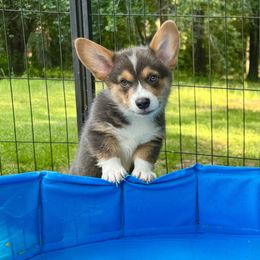 Pembroke Welsh Corgi Puppies from Synergy Stables, Inc.