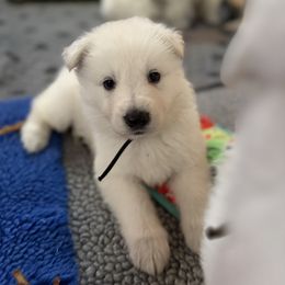 Black female - White female Berger Blanc Suisse puppy in Wilmington, North Carolina from Supernova Swiss Shepherds