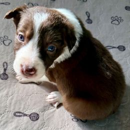 Toby - White and red male Border Collie puppy in Rickman, Tennessee from Roaring River Border Collies