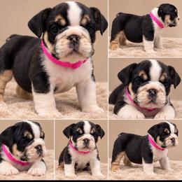 Ms Lena ( runt) - Black tri-color female Bulldog puppy in Seattle, Washington from mama Myra bulldogs
