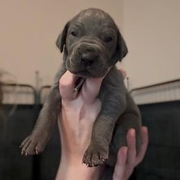 Jewel - Blue female Great Dane puppy in Edwardsville, Illinois from Giants and Munchkins