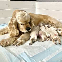 Cocker Spaniel Puppies from Silver Country Cocker Spaniels