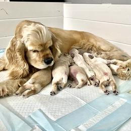 Cocker Spaniel Puppies from Silver Country Cocker Spaniels