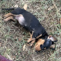 Dachshund Puppies from Matalik’s Mini’s