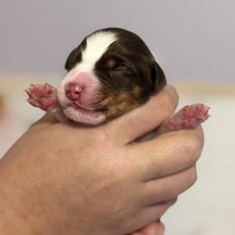 Australian Shepherd Puppies from Colorful Dreamers Australian Shepherds