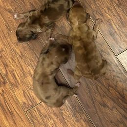 Dachshund Puppies from KT Canines, LLC