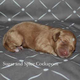 Boy 3 - Red male Cockapoo puppy in Hopkins, South Carolina from Sugar and Spice Cockapoos