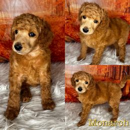 Monarch - Red  Poodle puppy in Swansboro, North Carolina from Monarch Standard Poodles