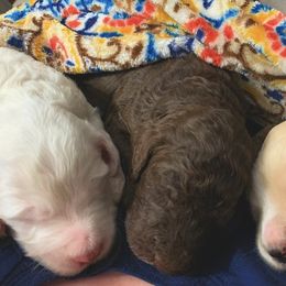 Goldendoodle Puppies from Lady Doodle Farm