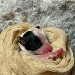Sky - White black and tan female Papillon puppy in Howe, Oklahoma from Southern Sweet Papillons