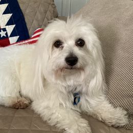 Gidget - Coton de Tulear