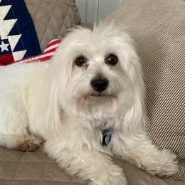 Gidget - Coton de Tulear