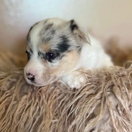 American Corgi and Pembroke Welsh Corgi Puppies from Robyn's Nest Farm