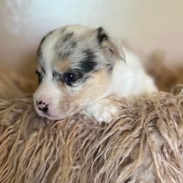 American Corgi and Pembroke Welsh Corgi Puppies from Robyn's Nest Farm