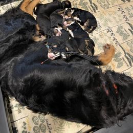 Bernese Mountain Dog Puppies from Hilltop K9