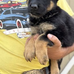 Purple - Black and tan female German Shepherd puppy in Jennings, Kansas from Lost Creek German Shepherds LLC