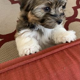 Havanese Puppies from Biscuits N Gravy Havanese