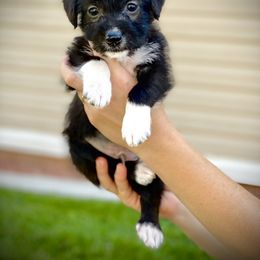 Aussiedoodle and Leopardoodle Puppies from A Puppy Crush