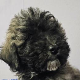 Goldendoodles, Mal-Shis, and Poodles from Sweetest Puppy 4 Me