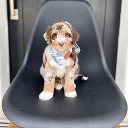 Tiger - Chocolate merle male Bernedoodle puppy in Salt Lake County, Utah from Coco Avenue Pups