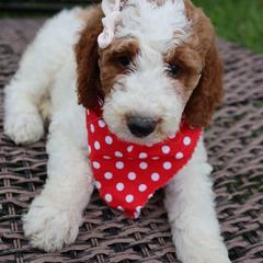 Double Doodle puppies from Love Me Pooch