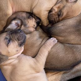 Rhodesian Ridgeback Puppies from Lyonnese Rhodesian Ridgebacks