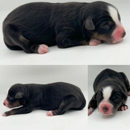 Black tri male 5 - Black tri male Miniature Australian Shepherd puppy in Brooker, Florida from Honey, I Shrunk the Aussies