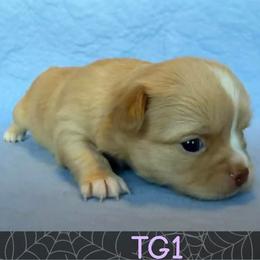Clara - Fawn female Chihuahua puppy in Harlan, Iowa from Home Grown Chihuahuas From Iowa