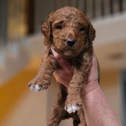 PEANUT - Red  male Goldendoodle puppy in Harris County, Texas from Cute & Curly Doodles