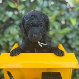 AKC Sasha - Mint - Black female Poodle puppy in Baytown, Texas from Charlotte & Co. Miniature Poodles