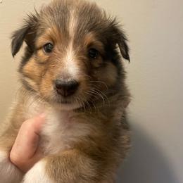 YELLOW COLLAR GIRL - Sable and white female Shetland Sheepdog puppy in Chipley, Florida from Stacey's Shelties