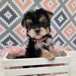 Grace SMALL - Black & tan tri-color female Morkie puppy in Monticello, Iowa from Ashley’s Puppies