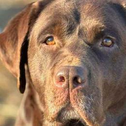 Shimmy - Labrador Retriever