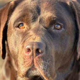 Shimmy - Labrador Retriever