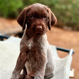 Gunner - Chestnut and gray male Wirehaired Pointing Griffon puppy in Shelbyville, Texas from AndersonK9Kennels Bayou Beards