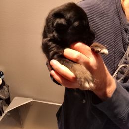 Girl 3 - Black and tan female German Shepherd puppy in Nye, Montana from Duke AKC Shepherds