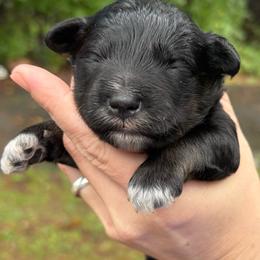 Black boy - Black male Miniature Schnauzer puppy in Hillsville, Virginia from Valley View Schnauzers