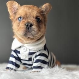 OJ - Fawn male French Bulldog puppy in Porter, Texas from Whatabulldog