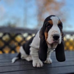 Romy - Black brown and white female Basset Hound puppy in Denison, Texas from Emma Lou's Baby Bassets