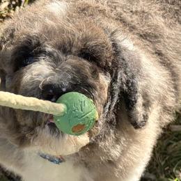 Bernedoodles, Cavapoos, and Newfoundlands from Dyer Lake Newfoundlands