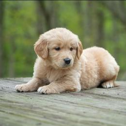 Pansy - Golden female Golden Retriever puppy in Saint Joe, Indiana from Golden Acres Farm