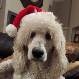 Poodles from Lewis Pets