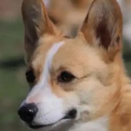 Nova - Pembroke Welsh Corgi
