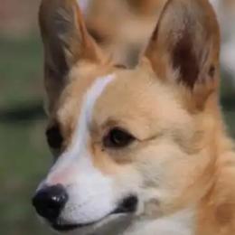 Nova - Pembroke Welsh Corgi