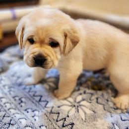 Labrador Retriever Puppies from Treasure Mountain Labrador Retrievers
